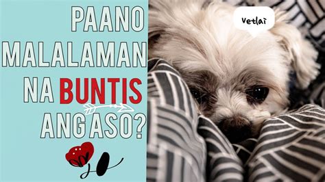 kinantot ng aso|NABUNTIS NG ASO .